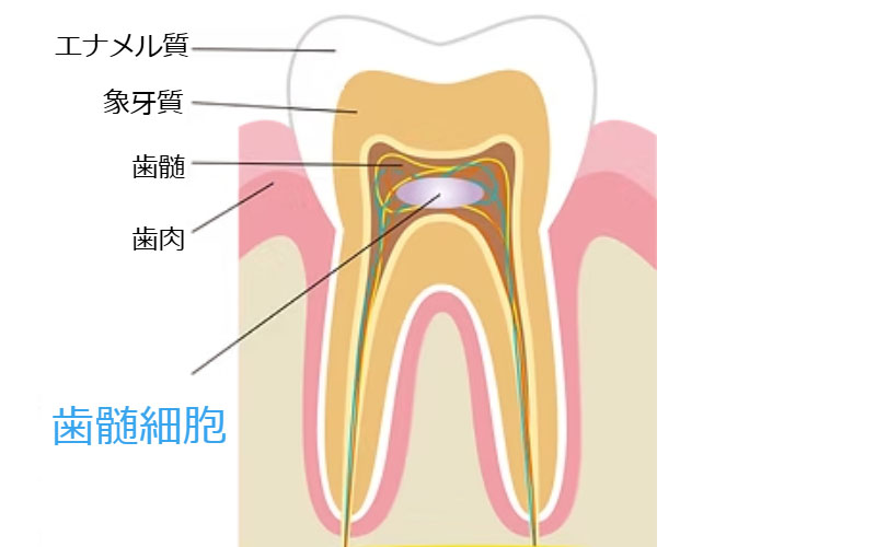 歯髄幹細胞上清液