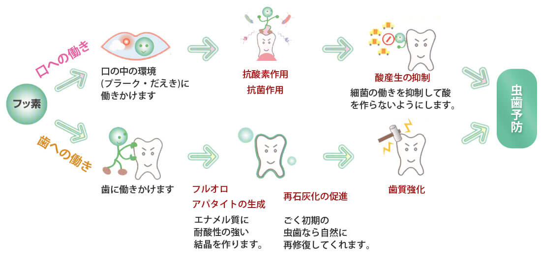 フッ素の働き