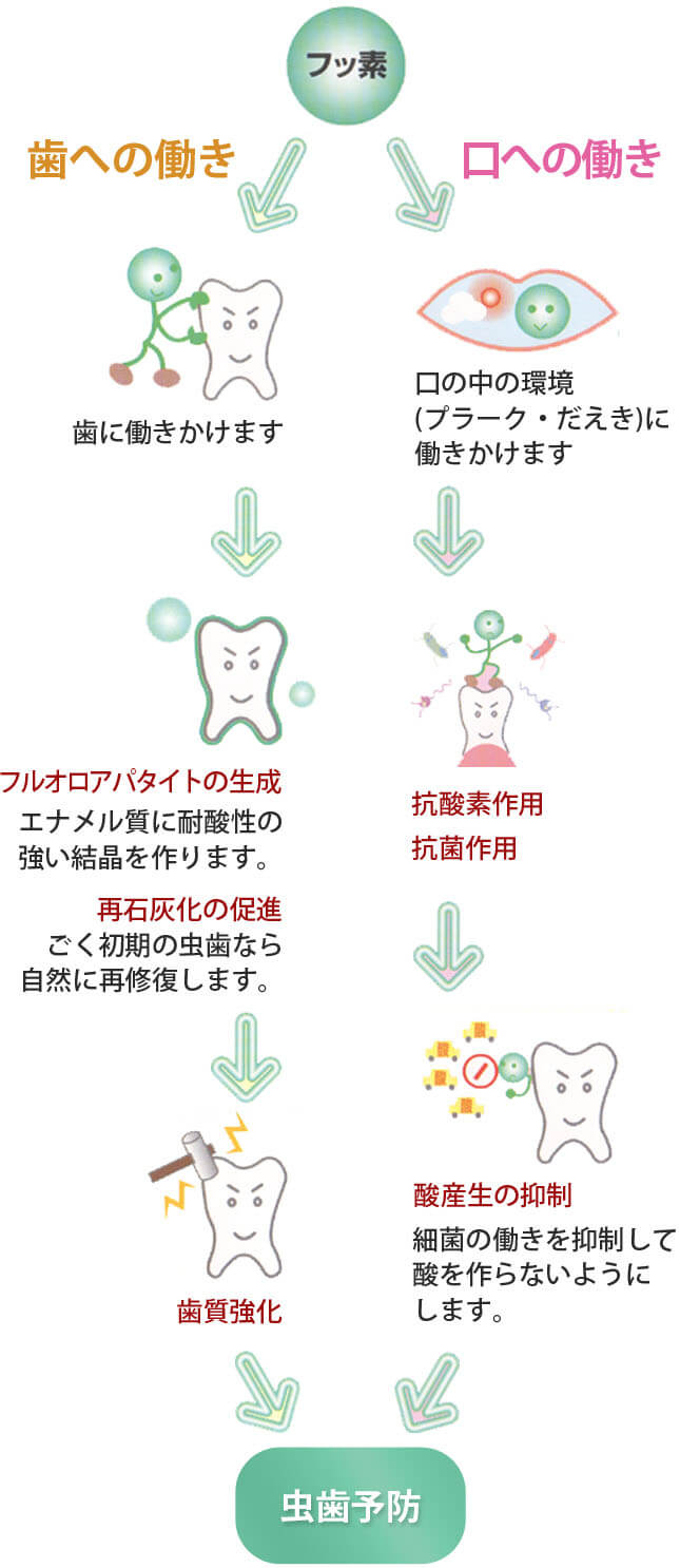 フッ素の働き